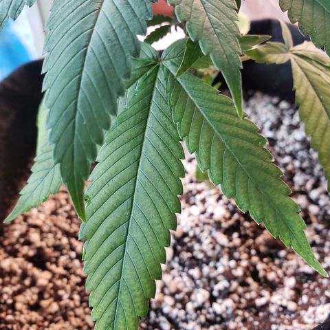 #1 Jane  growlog timeline photo