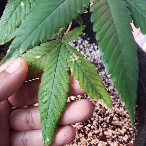 #1 Jane  growlog timeline photo