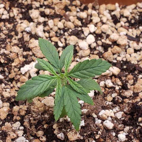 #1 Mary growlog timeline photo