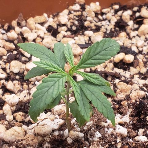 #1 Mary growlog timeline photo