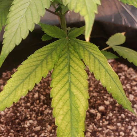 #1 Jane  growlog timeline photo