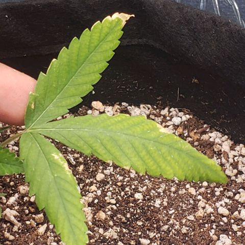 #1 Jane  growlog timeline photo