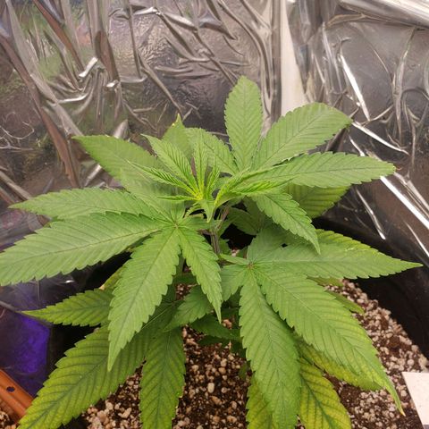 #1 Jane  growlog timeline photo