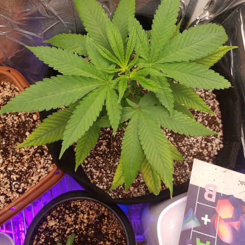#1 Jane  growlog timeline photo
