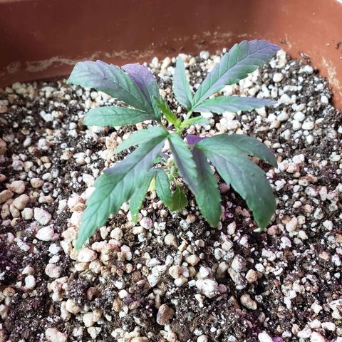 #1 Mary growlog timeline photo