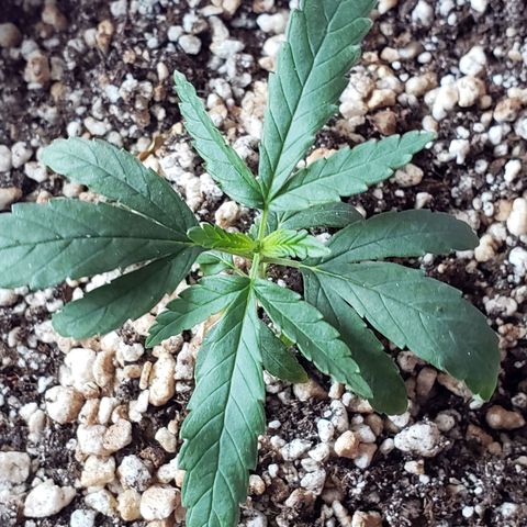 #1 Mary growlog timeline photo