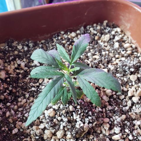 #1 Mary growlog timeline photo