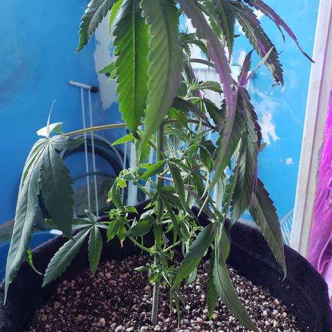 #1 Jane  growlog timeline photo