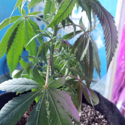 #1 Jane  growlog timeline photo