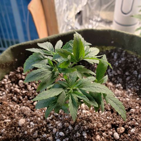 #1 Mary growlog timeline photo