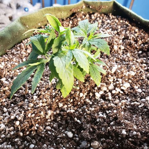 #1 Mary growlog timeline photo