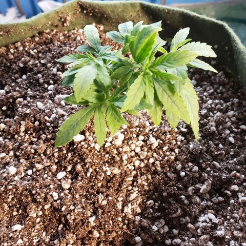 #1 Mary growlog timeline photo