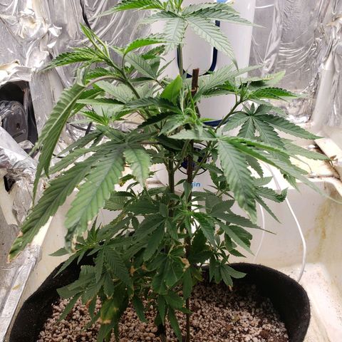 #1 Jane  growlog timeline photo