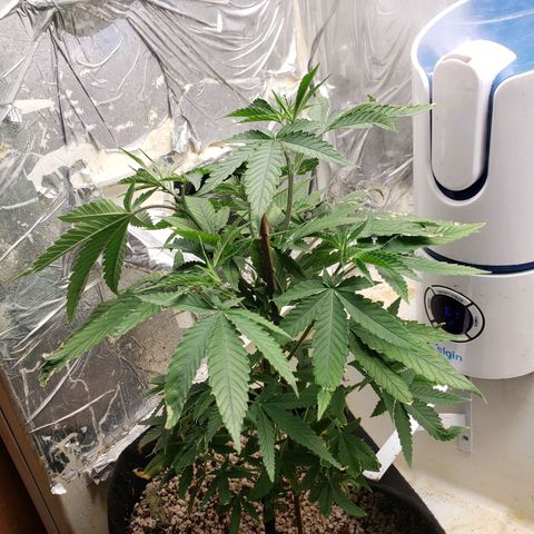 #1 Jane  growlog timeline photo
