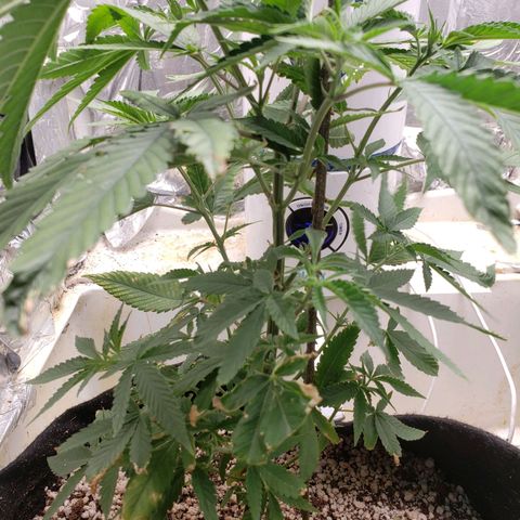 #1 Jane  growlog timeline photo