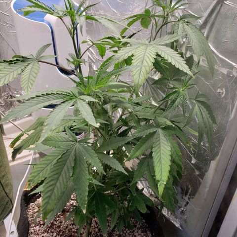 #1 Jane  growlog timeline photo