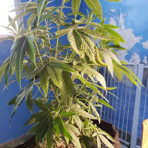 #1 Jane  growlog timeline photo