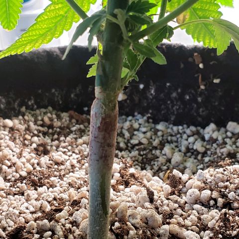 #1 Jane  growlog timeline photo