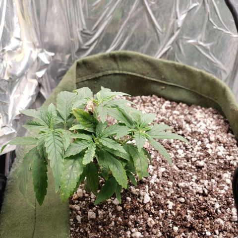 #1 Mary growlog timeline photo