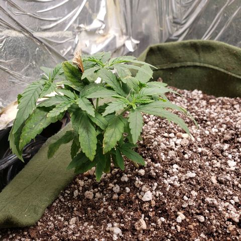 #1 Mary growlog timeline photo