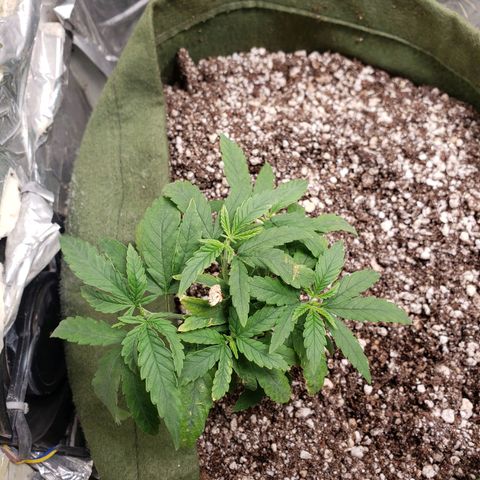#1 Mary growlog timeline photo