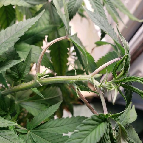 #1 Jane  growlog timeline photo