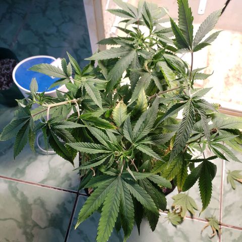 #1 Jane  growlog timeline photo