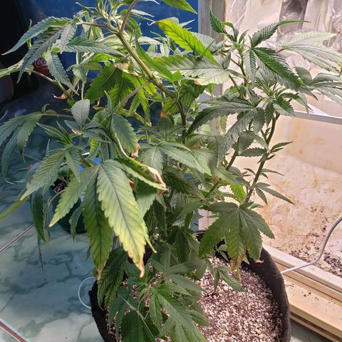 #1 Jane  growlog timeline photo