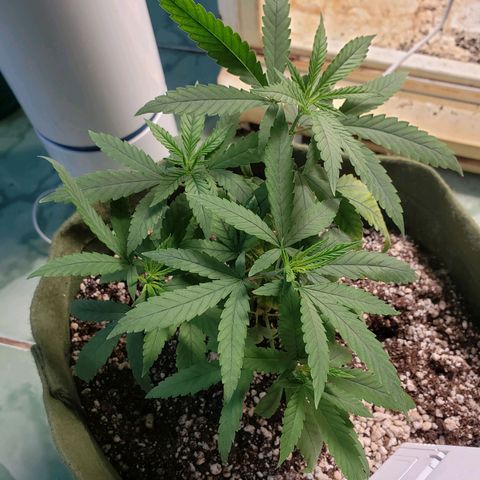 #1 Mary growlog timeline photo