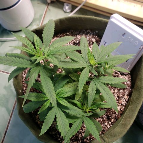 #1 Mary growlog timeline photo