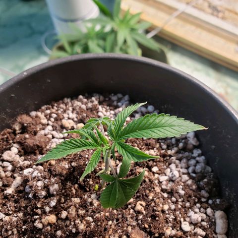 #1.1 Clone Jane  growlog timeline photo