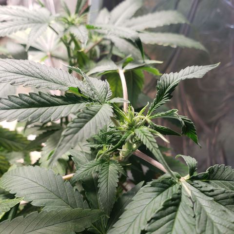 #1 Jane  growlog timeline photo