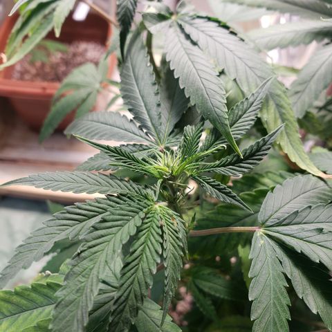 #1 Jane  growlog timeline photo