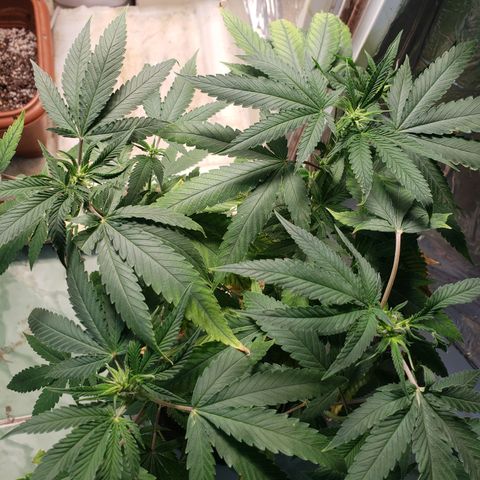 #1 Jane  growlog timeline photo