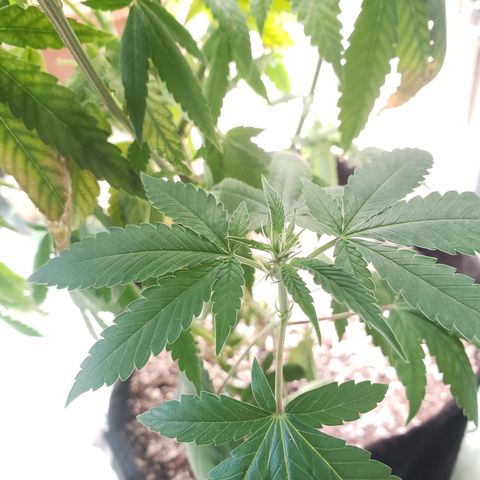 #1 Jane  growlog timeline photo