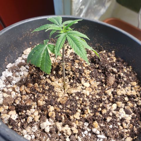 #1.1 Clone Jane  growlog timeline photo
