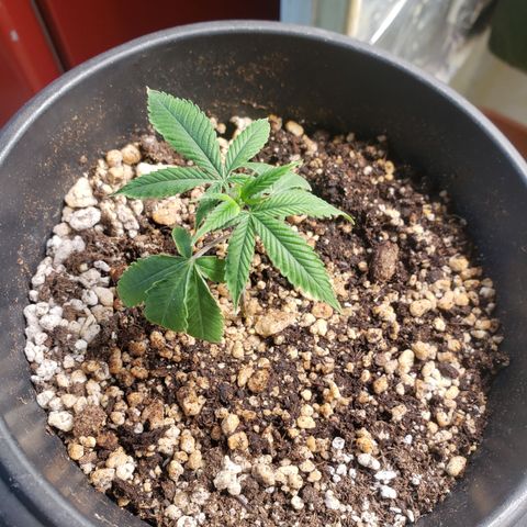 #1.1 Clone Jane  growlog timeline photo