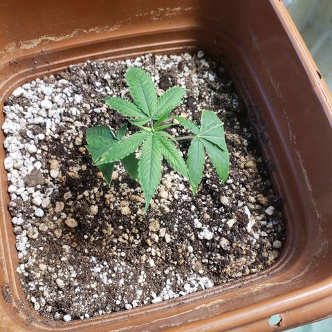 #1.2 Clone Jane  growlog timeline photo