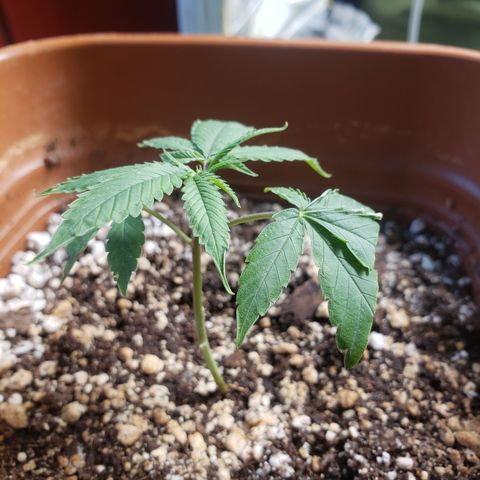 #1.2 Clone Jane  growlog timeline photo
