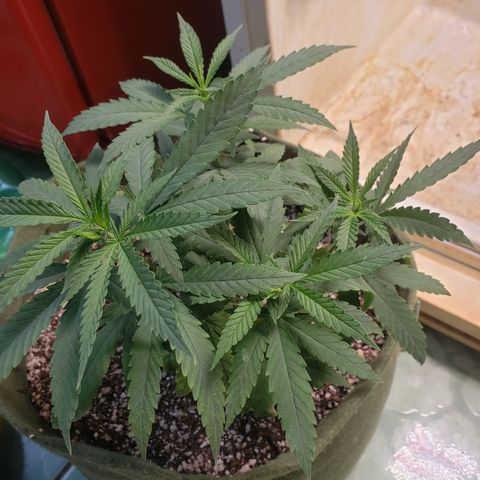 #1 Mary growlog timeline photo