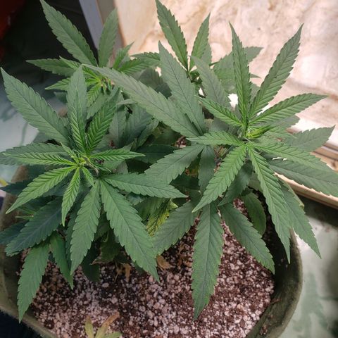 #1 Mary growlog timeline photo