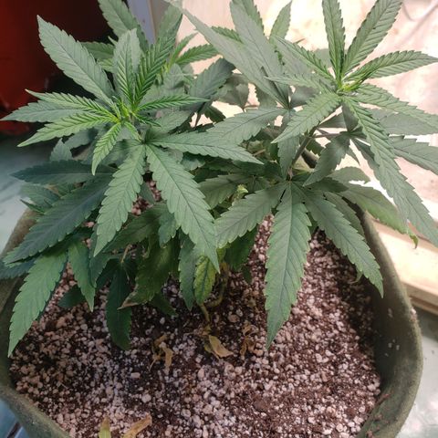 #1 Mary growlog timeline photo