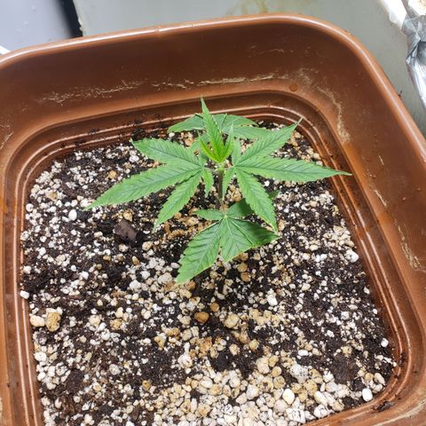 #1.2 Clone Jane  growlog timeline photo