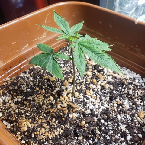 #1.2 Clone Jane  growlog timeline photo