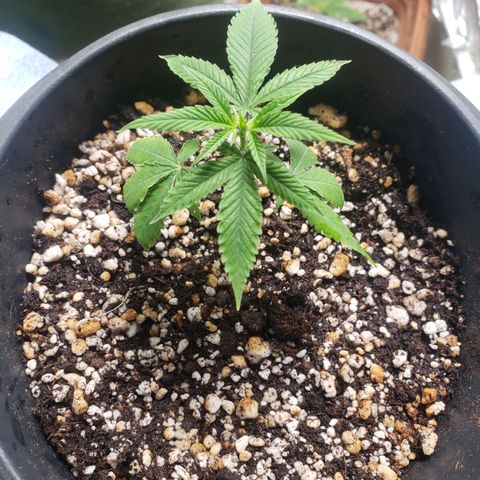 #1.1 Clone Jane  growlog timeline photo