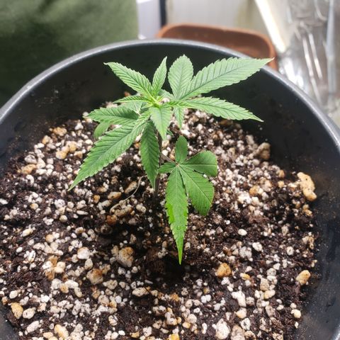 #1.1 Clone Jane  growlog timeline photo