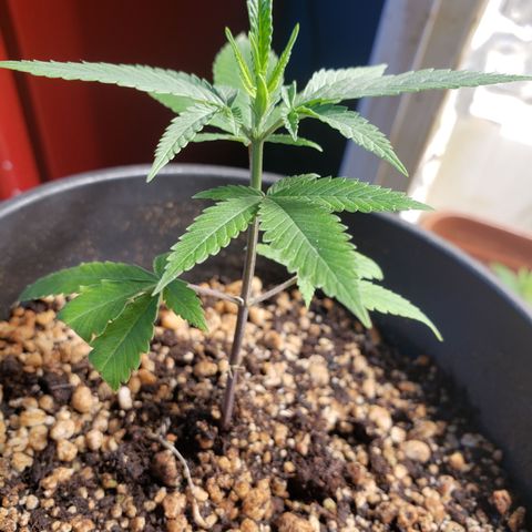 #1.1 Clone Jane  growlog timeline photo