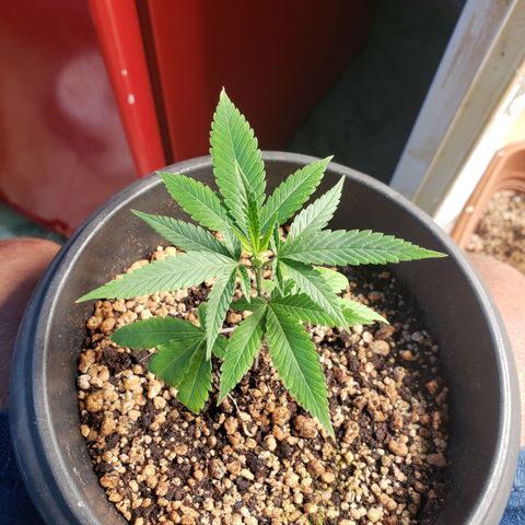 #1.1 Clone Jane  growlog timeline photo