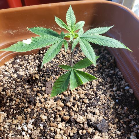 #1.2 Clone Jane  growlog timeline photo