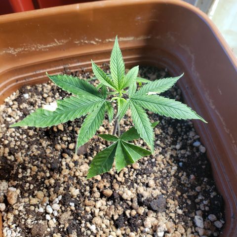 #1.2 Clone Jane  growlog timeline photo